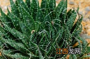 珍珠芦荟胶囊 珍珠芦荟