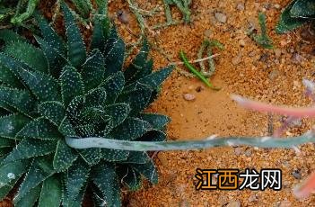 珍珠芦荟胶囊 珍珠芦荟