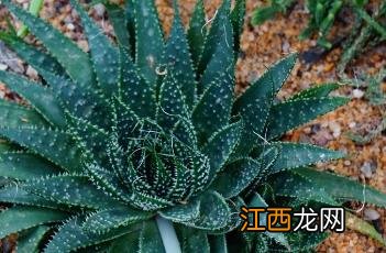 珍珠芦荟胶囊 珍珠芦荟