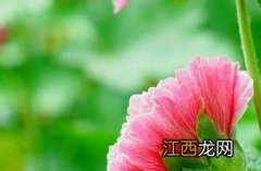 蜀葵子的功效与作用 蜀葵子