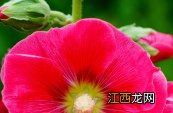 蜀葵花 蜀葵花的花语和寓意