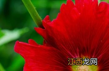 蜀葵种植方法和时间 蜀葵