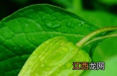 酸浆草图片及功效 酸浆_本草图经