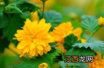 重瓣棣棠花 重瓣朱槿花图片