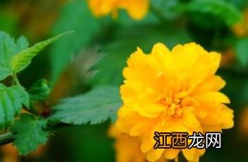 重瓣棣棠花 重瓣朱槿花图片