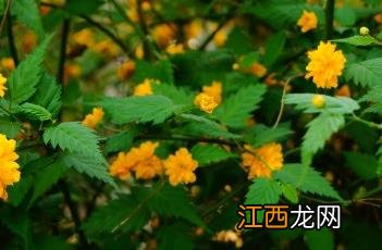 重瓣棣棠花 重瓣朱槿花图片