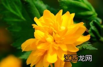 重瓣棣棠花 重瓣朱槿花图片