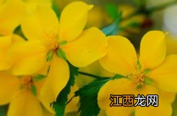 棣棠花诗帖 棣棠花