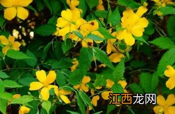 棣棠花诗帖 棣棠花