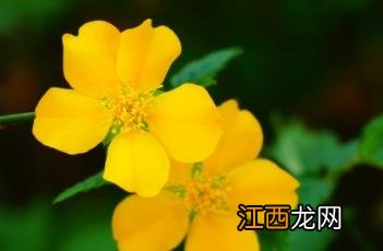 棣棠花诗帖 棣棠花