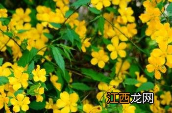 棣棠花诗帖 棣棠花