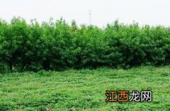 落花生的相关资料 落花生_本草求真