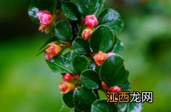 平枝栒子怎么读 平枝栒子