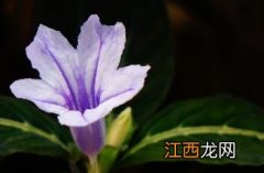 紫叶芦莉草百科 紫叶芦莉草