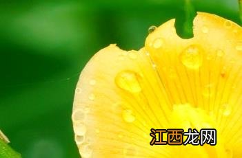 落花生的作者是谁 落花生