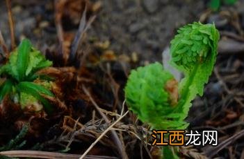 荚果蕨能吃吗 荚果蕨