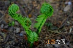 荚果蕨能吃吗 荚果蕨