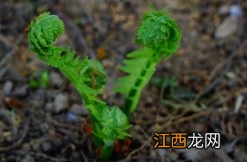 荚果蕨能吃吗 荚果蕨