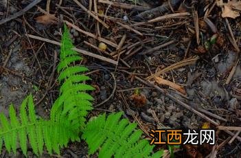 荚果蕨能吃吗 荚果蕨