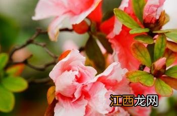 杂种杜鹃 杜鹃杂交育种