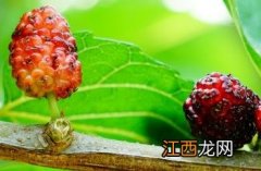 桑白皮图片 桑白皮