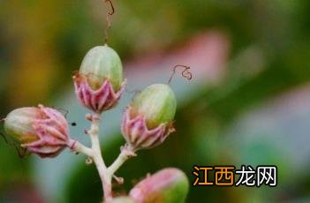 大花紫薇 大花紫薇果实的功效与作用