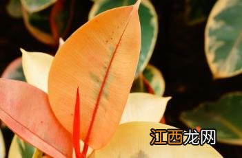 红关公橡皮树叶子焦边 红关公橡皮树