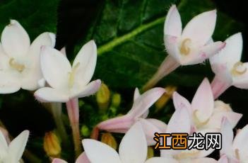 繁星花 繁星花是多年生还是一年生