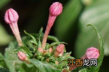 繁星花 繁星花是多年生还是一年生