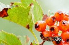 山楂_本草新编 山楂的本草文献