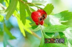 山楂叶子有什么功效和作用 山楂叶