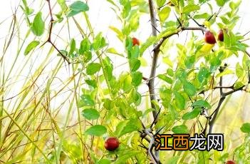 酸枣肉 酸枣肉有什么功能