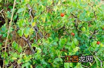 酸枣肉 酸枣肉有什么功能