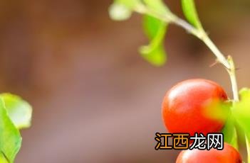 酸枣肉 酸枣肉有什么功能