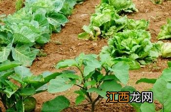 茄子根的功效与作用 茄子根