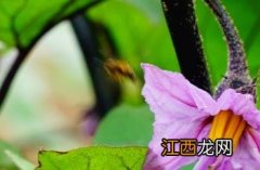 茄花 茄花紫