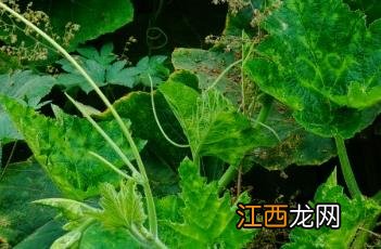 南瓜须的功效与作用及食用方法 南瓜须