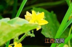 甜瓜花芽分化最佳温度 甜瓜花