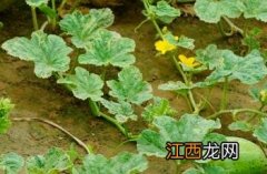 甜瓜_本草求真 甜瓜本草纲目