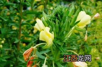 月见草油 月见草