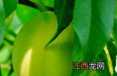 青桃根中草药 青桃_本草求真