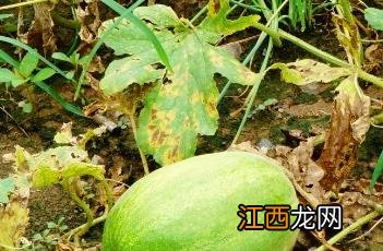 甜瓜根 甜瓜根腐病与茎基腐病