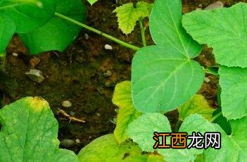 甜瓜根 甜瓜根腐病与茎基腐病