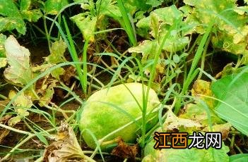 甜瓜根 甜瓜根腐病与茎基腐病