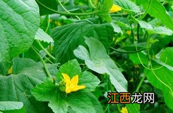 甜瓜根 甜瓜根腐病与茎基腐病