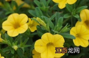 舞春花是一年生还是多年生 舞春花