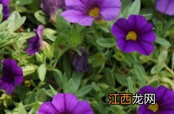 舞春花是一年生还是多年生 舞春花