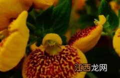 蒲包花是短日照花卉吗 蒲包花