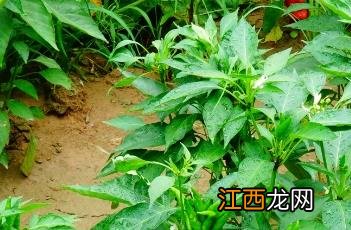 辣椒叶的神奇功效与作用害处 辣椒叶