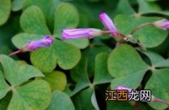 红花酢浆草 红花酢浆草花语寓意